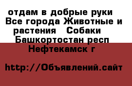 отдам в добрые руки - Все города Животные и растения » Собаки   . Башкортостан респ.,Нефтекамск г.